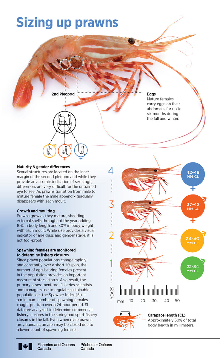 Prawn Size Guide Sizing Up Prawns – Pro Marine Products